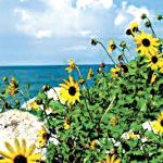article image - 